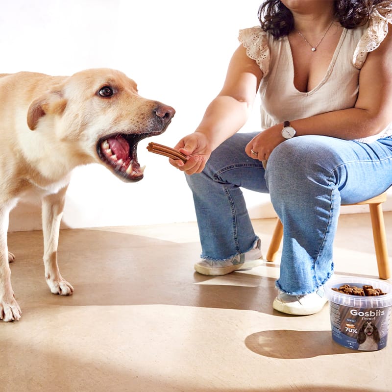 Sticks Dog Dental Medium